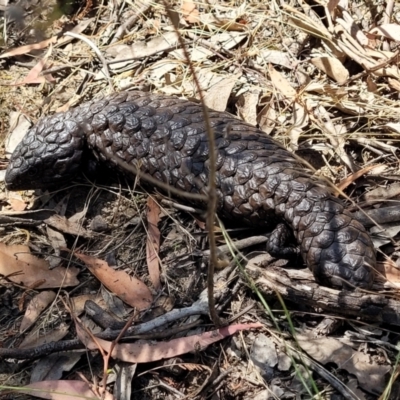 Tiliqua rugosa (Shingleback Lizard) at Gundaroo, NSW - 3 Jan 2023 by trevorpreston