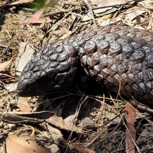 Tiliqua rugosa at Gundaroo, NSW - 3 Jan 2023 10:32 AM