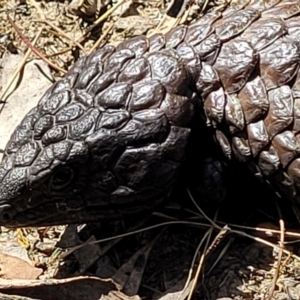 Tiliqua rugosa at Gundaroo, NSW - 3 Jan 2023 10:32 AM