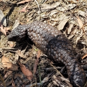 Tiliqua rugosa at Gundaroo, NSW - 3 Jan 2023