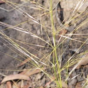 Austrostipa scabra at Gundaroo, NSW - 3 Jan 2023