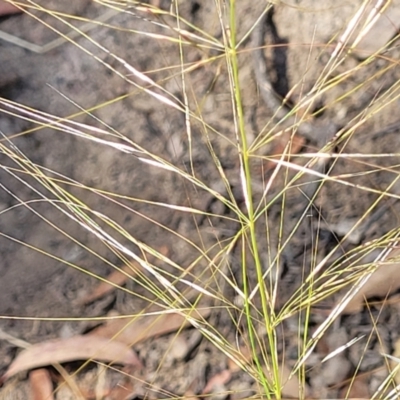 Austrostipa scabra (Corkscrew Grass, Slender Speargrass) at Gundaroo, NSW - 3 Jan 2023 by trevorpreston