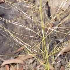 Austrostipa scabra (Corkscrew Grass) at Gundaroo, NSW - 2 Jan 2023 by trevorpreston
