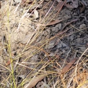 Austrostipa scabra at Gundaroo, NSW - 3 Jan 2023