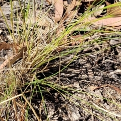 Austrostipa scabra at Gundaroo, NSW - 3 Jan 2023