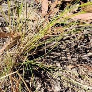 Austrostipa scabra at Gundaroo, NSW - 3 Jan 2023