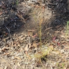 Austrostipa scabra at Gundaroo, NSW - 3 Jan 2023