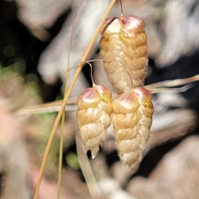 Briza maxima (Quaking Grass, Blowfly Grass) at Gundaroo, NSW - 2 Jan 2023 by trevorpreston