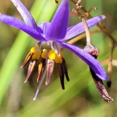 Dianella revoluta var. revoluta (Black-Anther Flax Lily) at Gundaroo, NSW - 2 Jan 2023 by trevorpreston