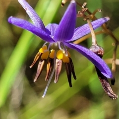 Dianella revoluta var. revoluta at Gundaroo, NSW - 3 Jan 2023