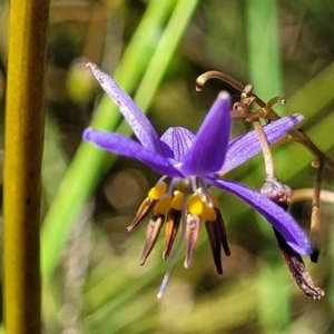 Dianella revoluta var. revoluta at Gundaroo, NSW - 3 Jan 2023