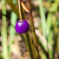 Dianella revoluta var. revoluta at Gundaroo, NSW - 3 Jan 2023