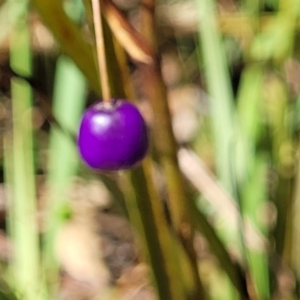 Dianella revoluta var. revoluta at Gundaroo, NSW - 3 Jan 2023