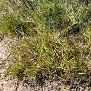 Dianella revoluta var. revoluta at Gundaroo, NSW - 3 Jan 2023