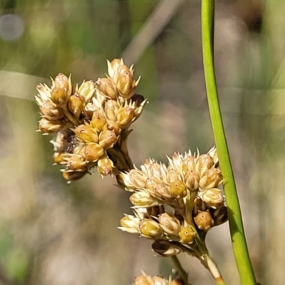 Juncus sp. (A Rush) at Gundaroo, NSW - 2 Jan 2023 by trevorpreston