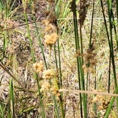 Juncus sp. at Gundaroo, NSW - 3 Jan 2023