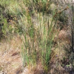 Juncus (genus) at Gundaroo, NSW - 3 Jan 2023 10:28 AM