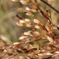 Juncus remotiflorus (Diffuse Rush) at Gundaroo, NSW - 3 Jan 2023 by trevorpreston