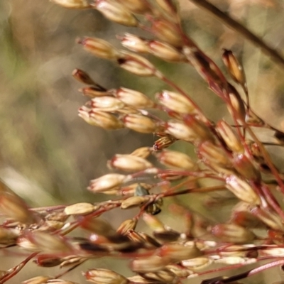 Juncus remotiflorus (Diffuse Rush) at Gundaroo, NSW - 3 Jan 2023 by trevorpreston