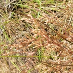 Juncus remotiflorus at Gundaroo, NSW - 3 Jan 2023