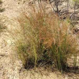 Juncus remotiflorus at Gundaroo, NSW - 3 Jan 2023