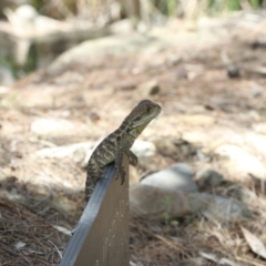 Intellagama lesueurii howittii (Gippsland Water Dragon) at Acton, ACT - 2 Jan 2023 by amiessmacro