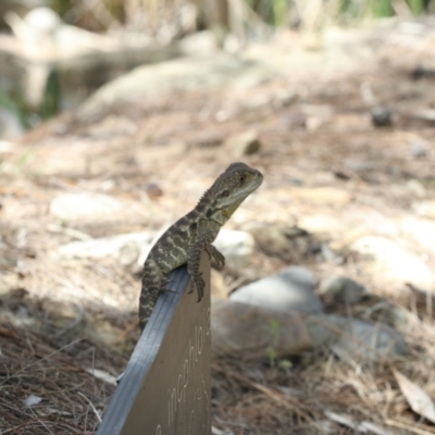 Intellagama lesueurii howittii (Gippsland Water Dragon) at Acton, ACT - 2 Jan 2023 by amiessmacro