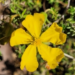 Hibbertia calycina (Lesser Guinea-flower) at Gundaroo, NSW - 2 Jan 2023 by trevorpreston