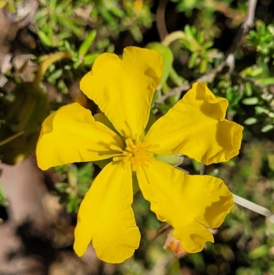 Hibbertia calycina (Lesser Guinea-flower) at Gundaroo, NSW - 3 Jan 2023 by trevorpreston