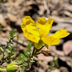 Hibbertia calycina at Gundaroo, NSW - 3 Jan 2023 10:25 AM