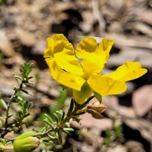 Hibbertia calycina at Gundaroo, NSW - 3 Jan 2023