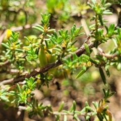 Hibbertia calycina at Gundaroo, NSW - 3 Jan 2023 10:25 AM