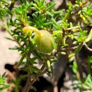 Hibbertia calycina at Gundaroo, NSW - 3 Jan 2023 10:25 AM