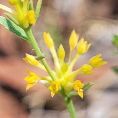 Pimelea curviflora (Curved Rice-flower) at Gundaroo, NSW - 3 Jan 2023 by trevorpreston