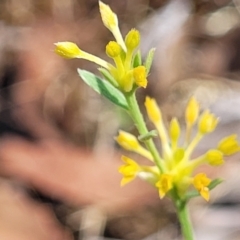 Pimelea curviflora at Gundaroo, NSW - 3 Jan 2023 10:24 AM