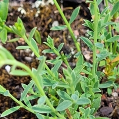 Pimelea curviflora at Gundaroo, NSW - 3 Jan 2023 10:24 AM