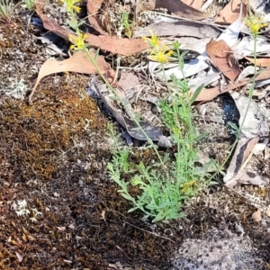 Pimelea curviflora at Gundaroo, NSW - 3 Jan 2023 10:24 AM