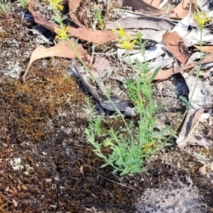 Pimelea curviflora at Gundaroo, NSW - 3 Jan 2023