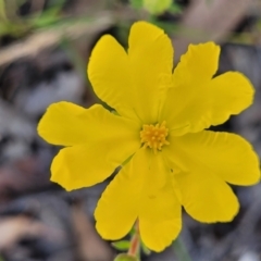 Hibbertia calycina (Lesser Guinea-flower) at Gundaroo, NSW - 3 Jan 2023 by trevorpreston