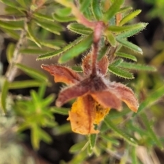 Hibbertia calycina at Gundaroo, NSW - 3 Jan 2023