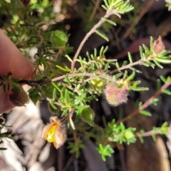 Hibbertia calycina at Gundaroo, NSW - 3 Jan 2023 10:21 AM