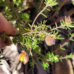 Hibbertia calycina at Gundaroo, NSW - 3 Jan 2023