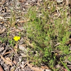 Hibbertia calycina at Gundaroo, NSW - 3 Jan 2023 10:21 AM