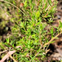 Hibbertia calycina at Gundaroo, NSW - 3 Jan 2023 10:21 AM