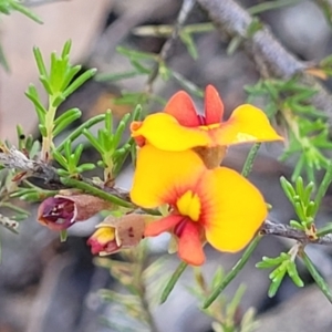 Dillwynia sericea at Gundaroo, NSW - 3 Jan 2023