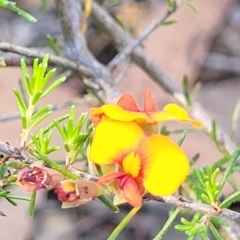 Dillwynia sericea at Gundaroo, NSW - 3 Jan 2023