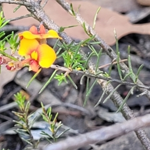 Dillwynia sericea at Gundaroo, NSW - 3 Jan 2023