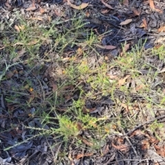 Dillwynia sericea at Gundaroo, NSW - 3 Jan 2023