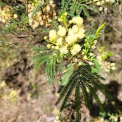 Acacia mearnsii (Black Wattle) at Gundaroo, NSW - 2 Jan 2023 by trevorpreston