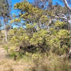 Acacia mearnsii at Gundaroo, NSW - 3 Jan 2023